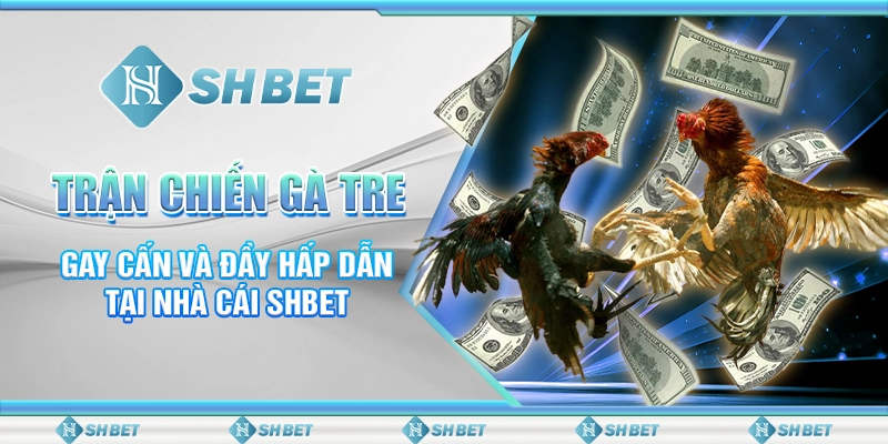 Trận Chiến Gà Tre Gay Cấn Và Đầy Hấp Dẫn Tại Nhà Cái SHBET