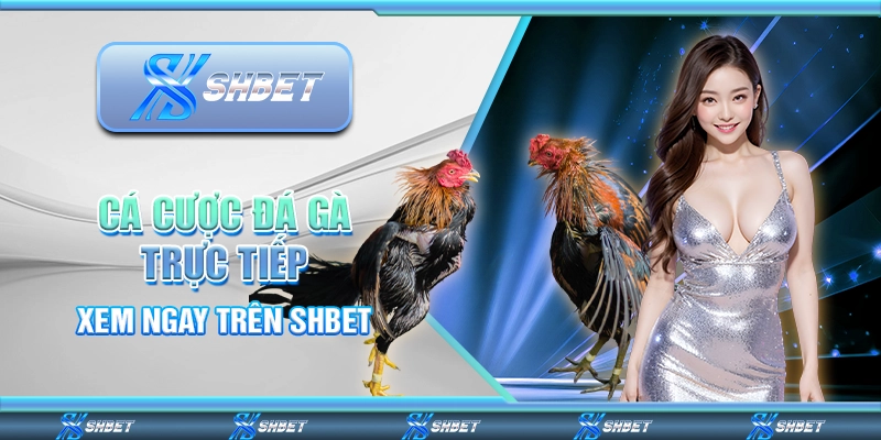 Cá Cược Đá Gà Trực Tiếp Campuchia - Xem Ngay Trên SHBET