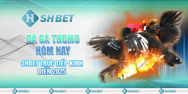 Đá Gà Thomo Hôm Nay - SHBET Trực Tiếp Kinh Điển 2025