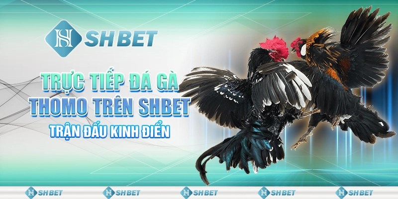 Trực Tiếp Đá Gà Thomo Trên SHBET - Trận Đấu Kinh Điển