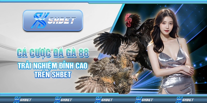 Cá Cược Đá Gà 88 - Trải Nghiệm Đỉnh Cao Trên SHBET